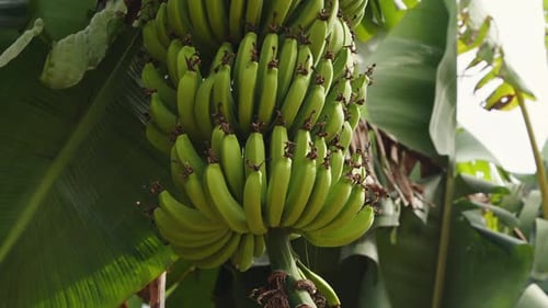 Banana bunch ripening on tree in tropical setting during sunny day