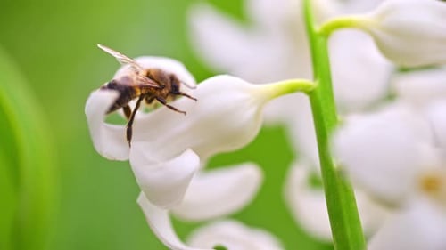 Bienenländer auf Maiglöckchenblüte