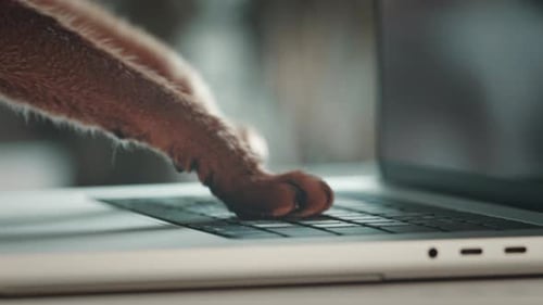 Cat Paws Typing on Keyboard Ruddy Cat Use Laptop
