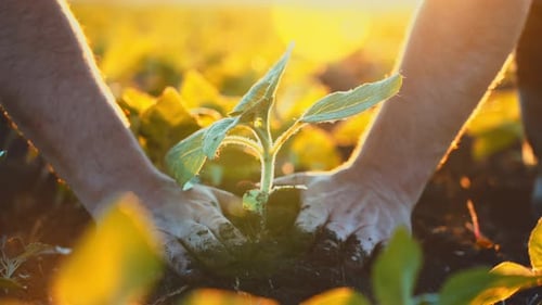 Closeup of Hands an Agronomist Who Planting Young Tree with Green Leaves in Ground