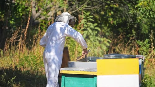 Beekeeper Inspecting Honeycomb Frame on Sunny Day