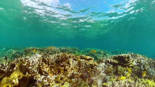 Underwater Coral Reef Scene with Tropical Fish