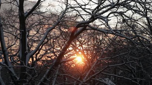 The orange rays of the setting sun peek through the snowy branches of twisted and tangled trees in a
