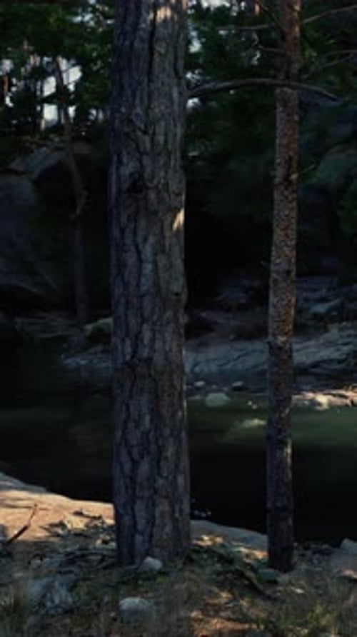 Sunlight Filtering Through Pine Trees in a Forest