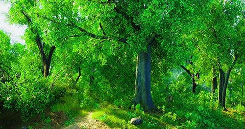 Sunlit Green Forest with Lush Vegetation in Serene Tranquility