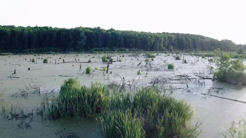 Überwachsener grüner Teich