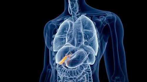Animated human gallbladder highlighting healthy internal anatomy in 4k video