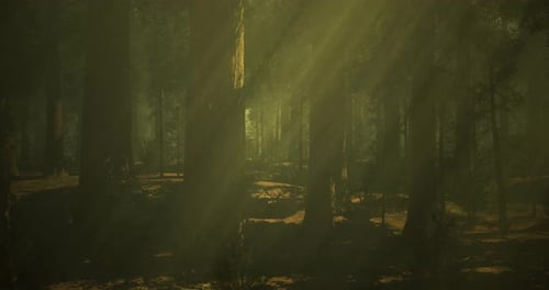 Sunlight Filters Through Tall Trees in a Tranquil Forest Setting