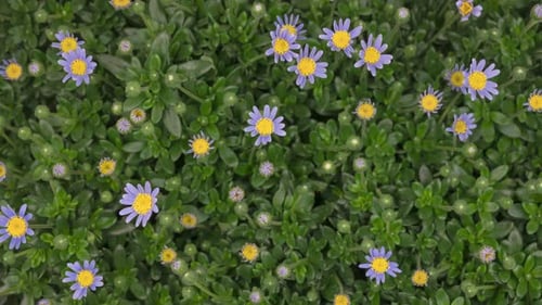 Blue Daisies Blooming in Time-Lapse