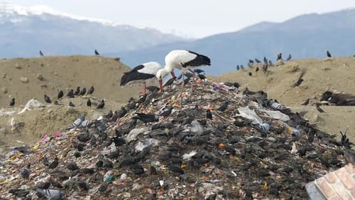 Vögel fliegen über die Müllkippe