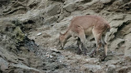 Mountain Goat Walking Along Steep Rocky Slope in Natural Daylight Showing Balance and Agility in