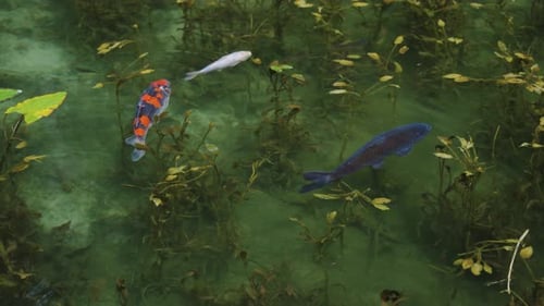 Peces koi nadando a cámara lenta en el estanque de Monet, Seki, Gifu, Japón