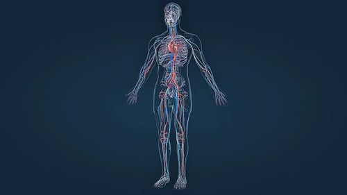 Medical Animation of Human Circulatory and Nervous Systems