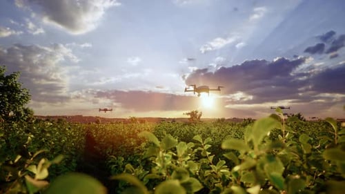 Modern Agricultural Drones Monitoring Crops at Sunset