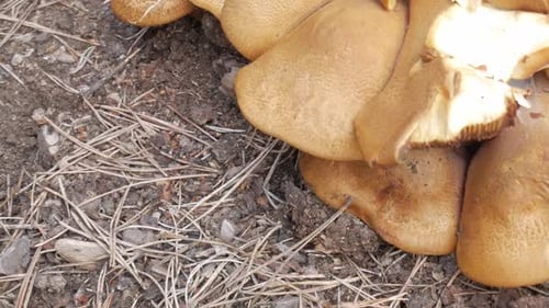 Mushrooms growing naturally in the forest with intricate details of texture and color