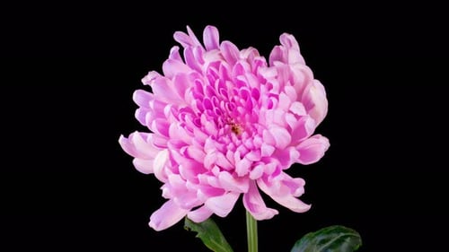 Pink Chrysanthemum Blooming in Close Up Detail