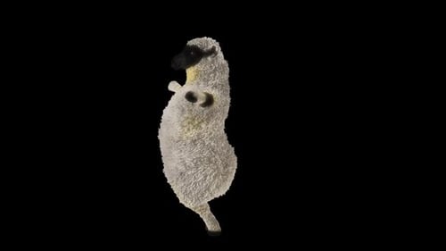Dancing 3D Sheep Standing on Hind Legs Loop Animation
