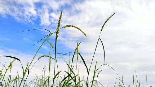 de belles gousses d'herbe se déplaçant dans un flux d'air et un fond de ciel nuageux