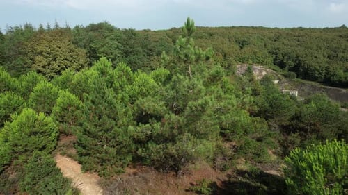 Aerial Pine Trees
