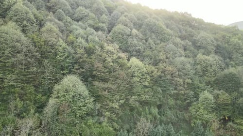 coucher de soleil en forêt