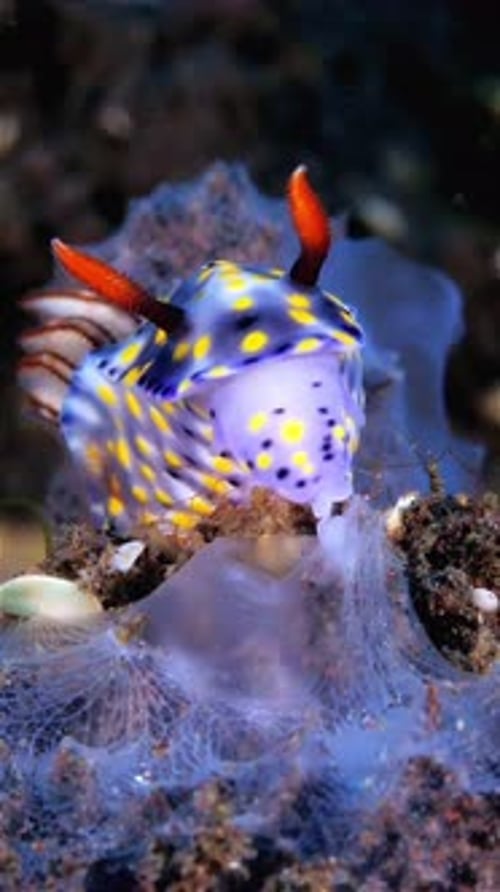 close up of a sea slug with red horns