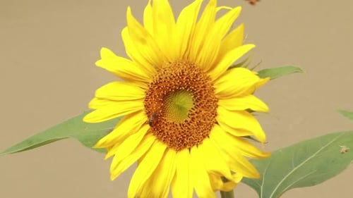 Sunflower with Bees Flying Around it