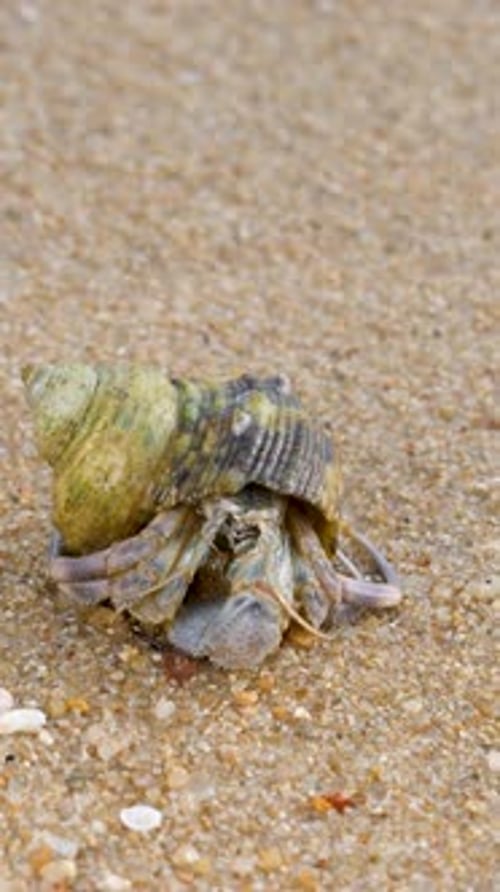 Hermit Crab in Screw Shell on Sand Beach