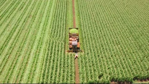 Corn picker harvesting a large filed, Aerial follow footage.