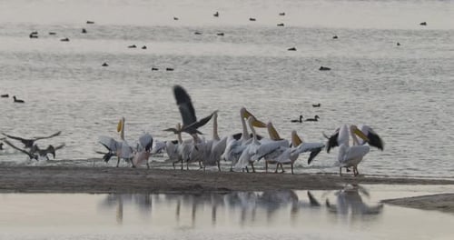 Great White Pelican