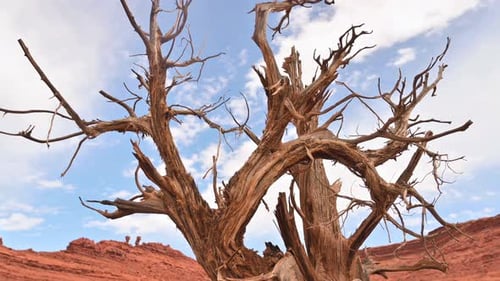 Tilt down shot on bare tree in desert landscape, Utah. Close up