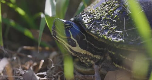 Painted turtle sitting in grass, eyes and skin