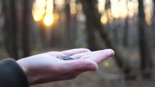 Petite mésange mangeant le repas du bras d'une jeune fille sur fond de coucher de soleil flou, petite mésange