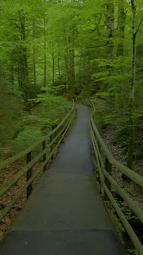 Stroll Peacefully Along a Serene Forest Walkway Surrounded By Lush Green Surroundings