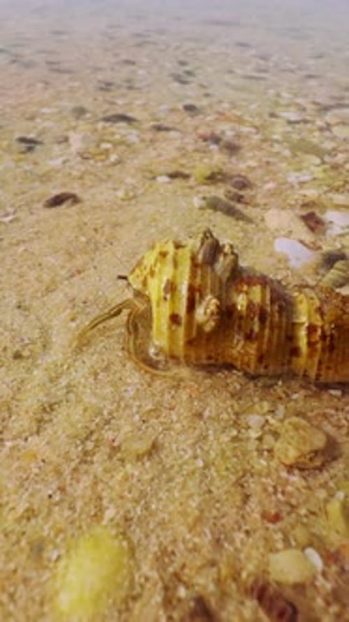 Vertical video. A Hermit Crab crawls in shallow Water over Sand mixed with Shells in a close low
