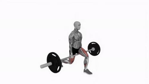 Anatomy of Barbell Split Squat Exercise with Muscle Activation