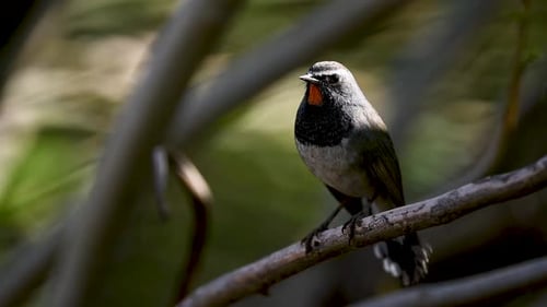 Small Bird with Red Throat Sitting on Branch
