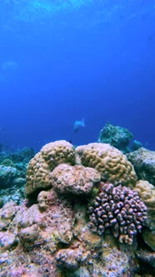 Coral Reefs are Visible Underwater in the Maldives with Various Rock Formations and Marine Life