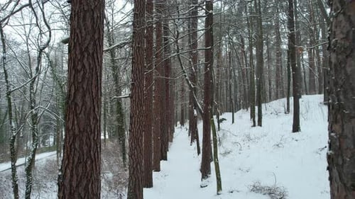 Mystical Forest Road in Winter