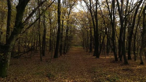 Sunny Day in a Forest in Autumn 21