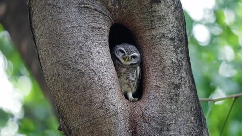 Spotted Owl On The Tree Hollow In The Forest. - static shot