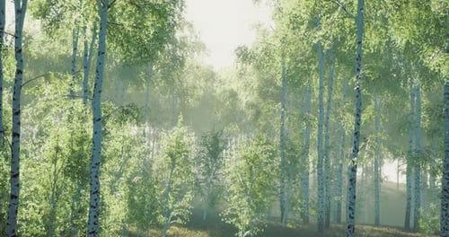 Serene Green Forest with Birch Trees and Soft Sunlight Filtering Through Leaves