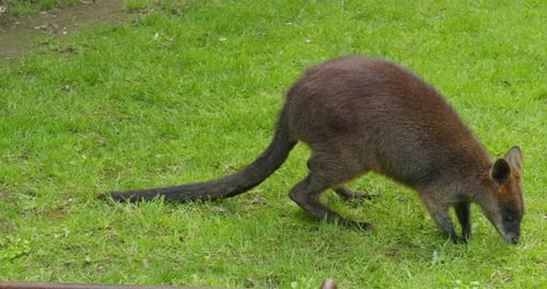 Nahaufnahme von Känguru-Wildtieren auf dem Gras in natürlicher Umgebung