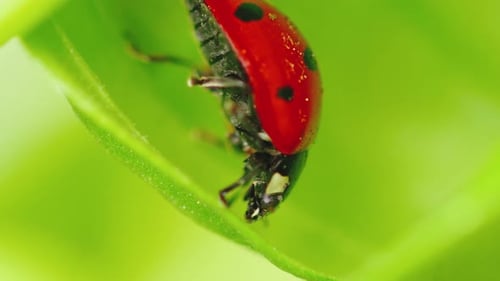 Red Ladybug on the Basil Plants in the Garden