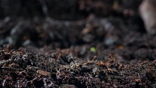 Timelapse of a Seed Germinating and Sprouting From the Ground in Natural