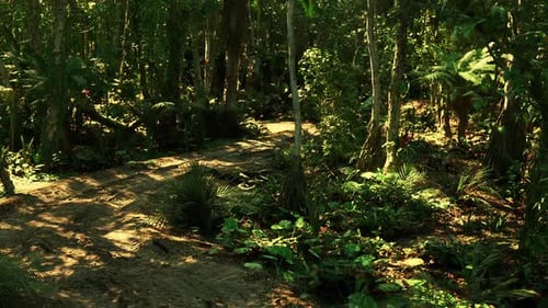 Lush Green Forest Path in Argentina During Bright Daylight Hours