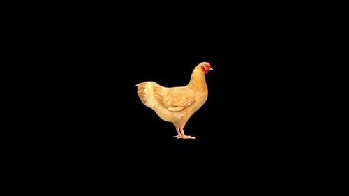 Braunes Huhn, 3D-Modell, rotieren