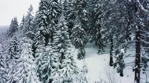 Drone Footage of Snowy Forest