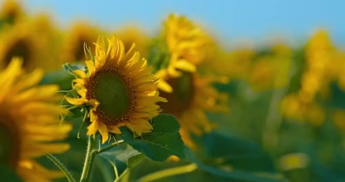 Tournesols dorés fleurissant dans un vaste champ sous un ciel bleu