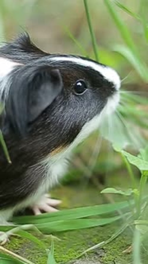 Un cochon d'Inde noir et blanc mange joyeusement de l'herbe verte