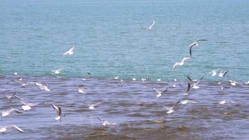 Flock of seagulls over waves. Ocean storm .